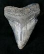 Tan Megalodon Tooth #19953-1